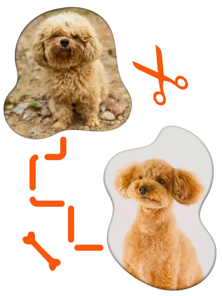 piesek-metamorfoza1-marcintyda-tmmt