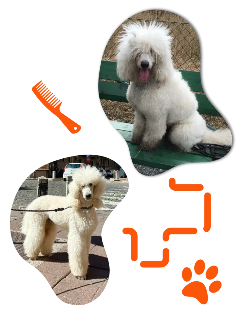 piesek-metamorfoza3-marcintyda-tmmt